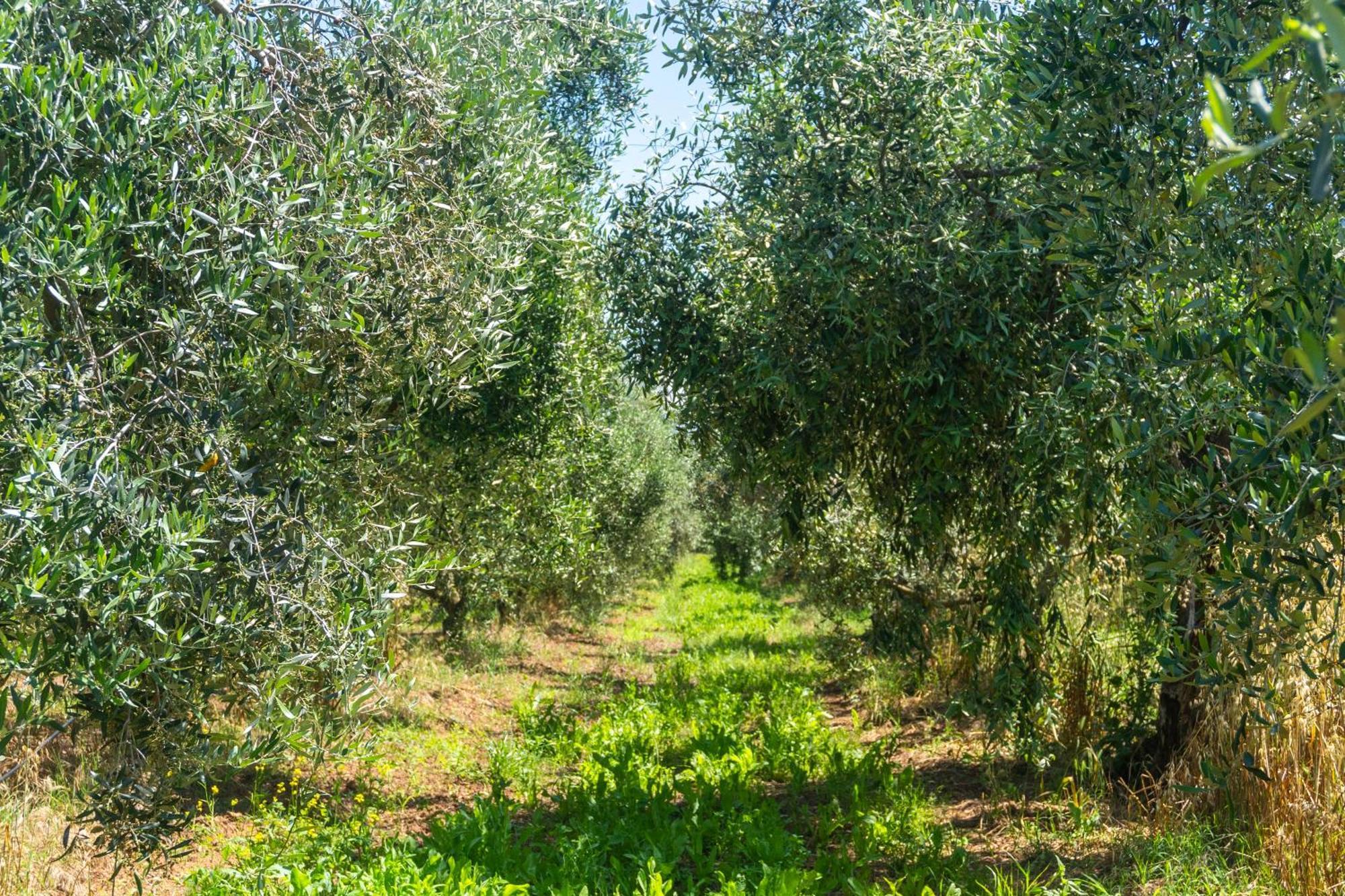 Agriturismo Il Tripesce Vada Eksteriør billede