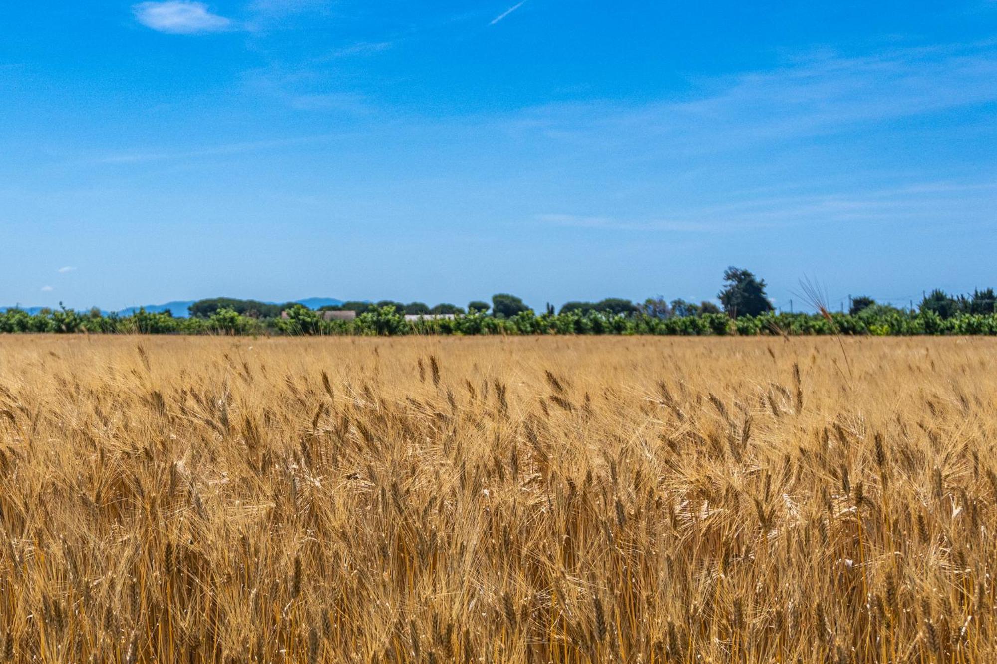Agriturismo Il Tripesce Vada Eksteriør billede