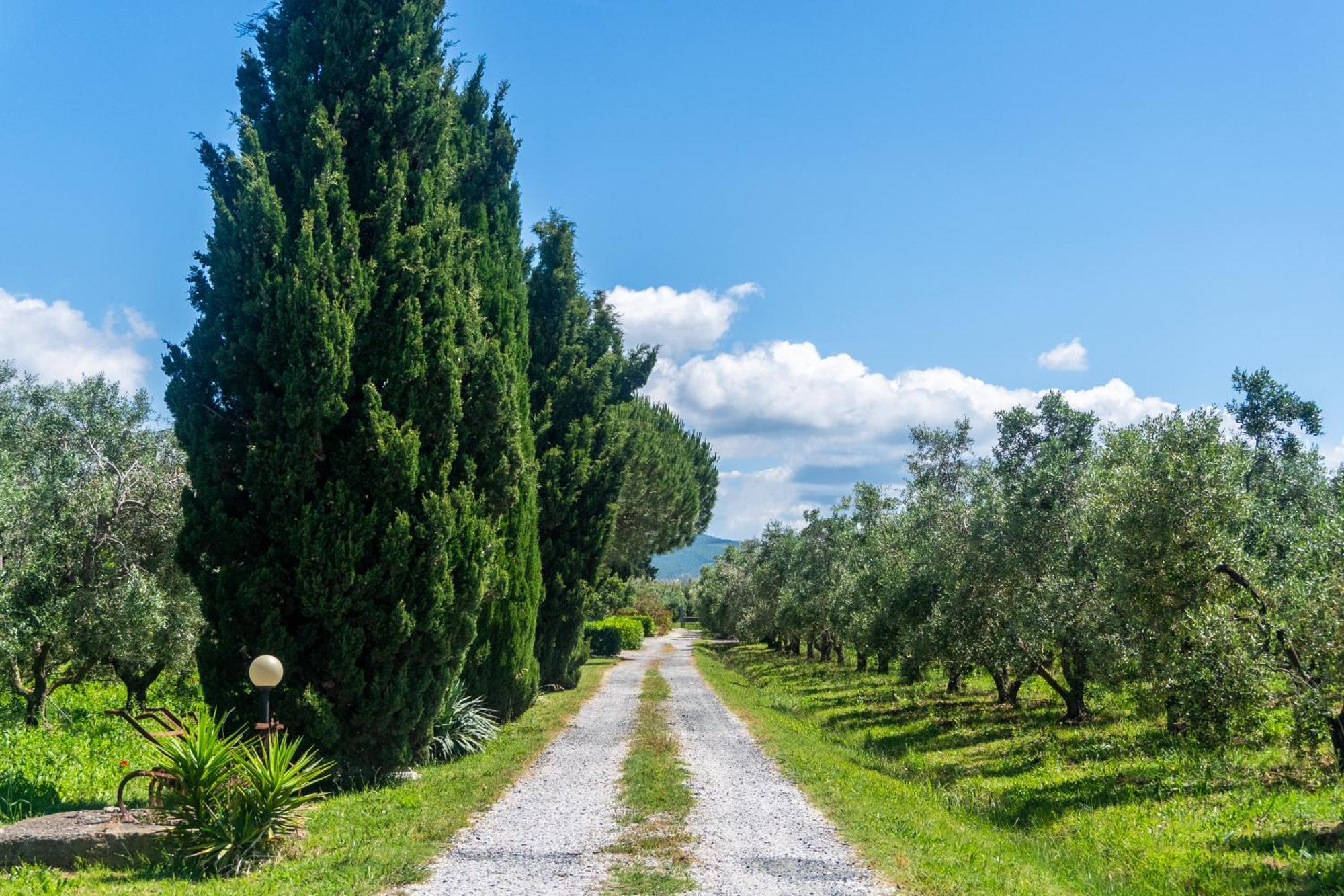 Agriturismo Il Tripesce Vada Eksteriør billede