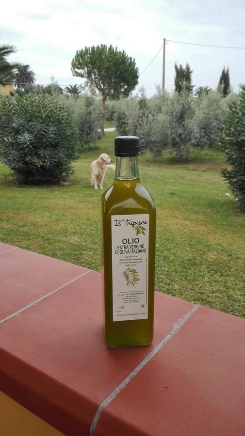 Agriturismo Il Tripesce Vada Eksteriør billede